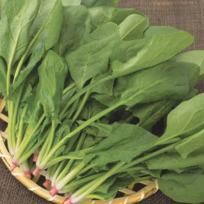 Cải bó xôi