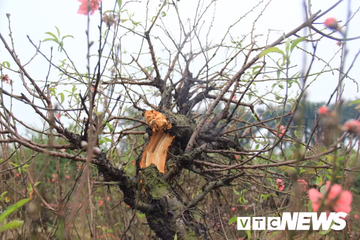 Hang tram cay dao bi pha hoai o Bac Ninh: Yeu cau lam ro vu viec truoc Tet hinh anh 1