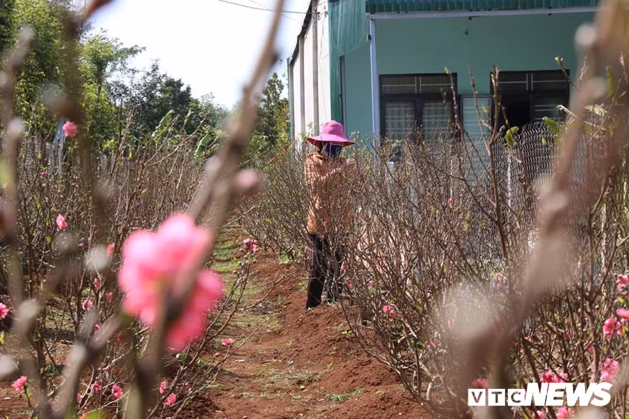 Hoa đào Nhật Tân 3 màu độc lạ đắt khách ở Tây Nguyên