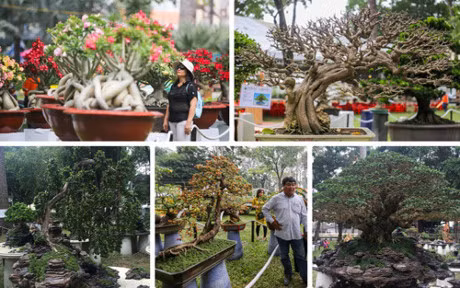Nhieu cay canh doc la o hoi hoa xuan lon nhat Sai Gon - Anh 1