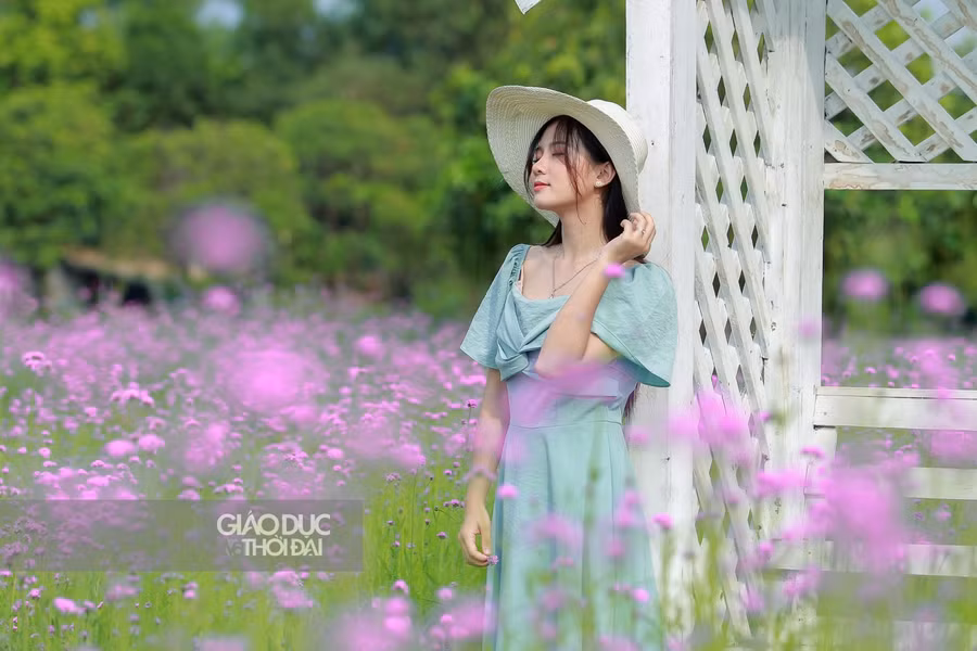 Giới trẻ Hà thành đổ xô check-in cánh đồng hoa oải hương thảo tím ngát như trời Tây ảnh 7