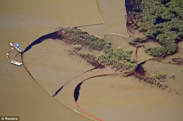 Mỹ: Gian nan chặn rò dầu ảnh 5 Oil impacts Redfish Bay in Louisiana’s birdsfoot delta, where the Mississippi River empties into the Gulf of Mexico Read more: http://www.dailymail.co.uk/news/worldnews/article-1282293/Gulf-oil-spill-BP-resumes-kill-efforts-Obama-accepts-responsibility.html#ixzz0pMqBV6dc