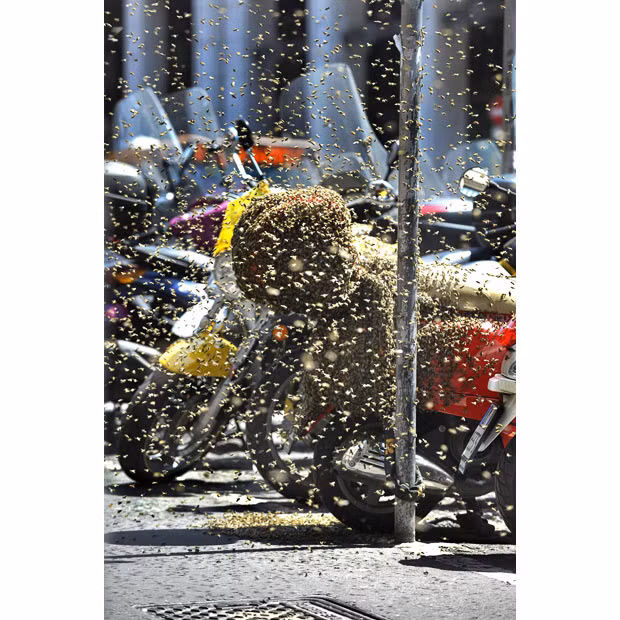 A swarm of bees protect their new home: the back of a Vespa scooter near Milan’s Duomo Square. The queen bee’s choice of home is perhaps not surprising, as ’vespa’ is the Italian word for ’wasp’