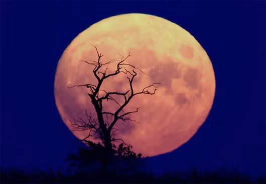 NASA sắp lập vườn rau trên mặt trăng