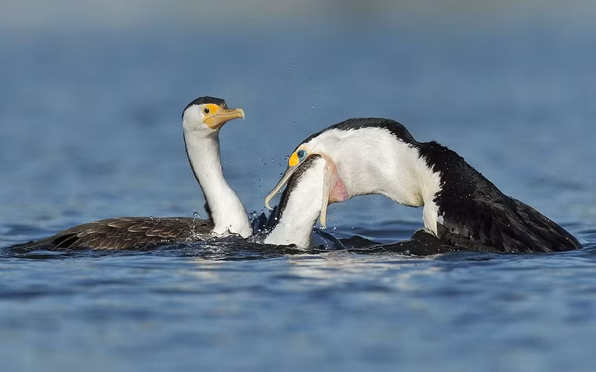 A young Pied Cormorant trying to get partially digested fish from the parent