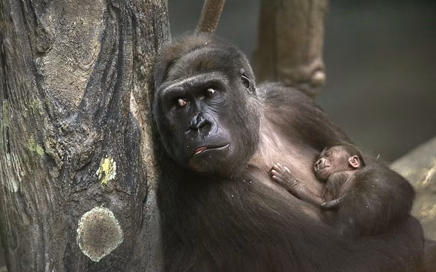 Koola, an 18-year-old western lowland gorilla holds her newborn infant in her enclosure at Brookfield Zoo in Brookfield, Illinois. The infant was born November 4.