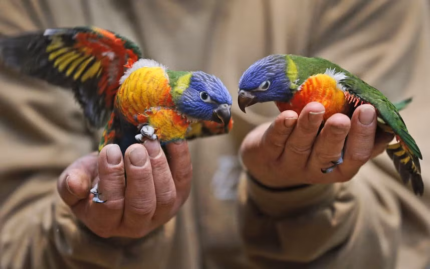 Zoo keeper Alexander Nolte holds two two months old rainbow parrots or Loris at the zoo in Duisburg, Germany