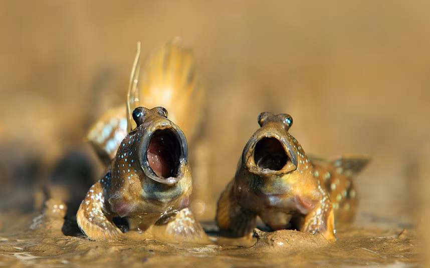 Mudskippers n the mud at Krabi in Thailand. Mudskippers are completely amphibious fish, with the ability to use their pectoral fins to walk on land. Being amphibious, they are uniquely adapted to intertidal habitats, unlike most fish in such habitats which survive the retreat of the tide by hiding under wet seaweed or in tidal pools. Mudskippers are quite active when out of water, feeding and interacting with one another, for example to defend their territories.