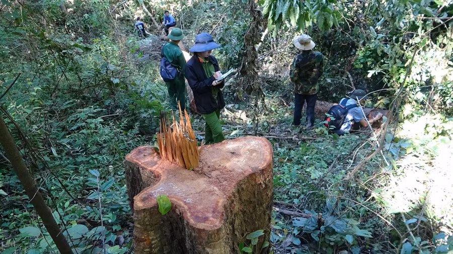 Hiện trường vụ phá rừng.