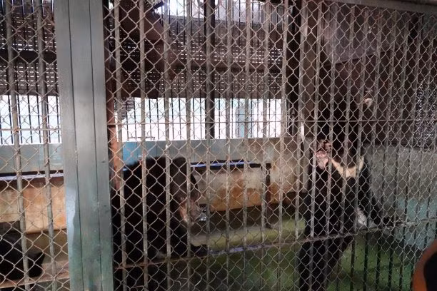 Các cá thể gấu đều khá bình tĩnh và dạn người.