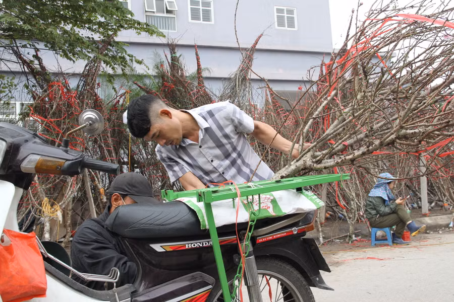 Nhiều người dân đã mua đào chơi Tết Nguyên đán 2023.