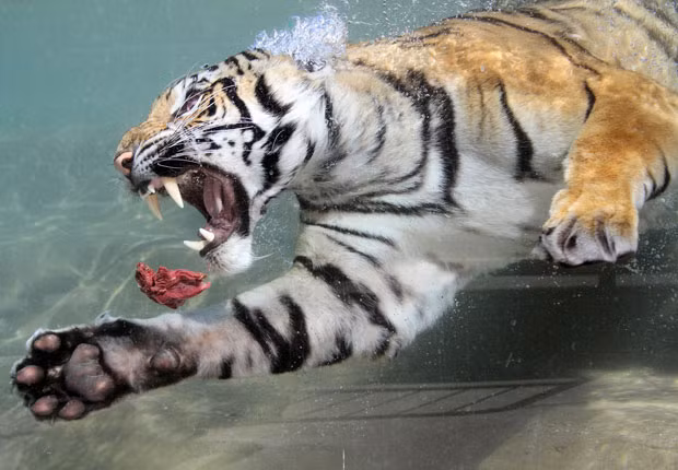 Akasha, a two-year-old female Bengal tiger, swims after a chunk of meat thrown into her pool at Six Flags Discovery Kingdom in Vallejo, California