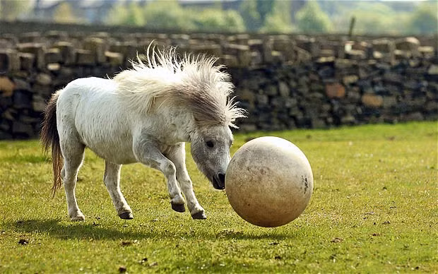Jeffrey the horse practices his ball skills in his paddock at the Bleakholt Animal Sanctuary in Ramsbottom, Lancashire