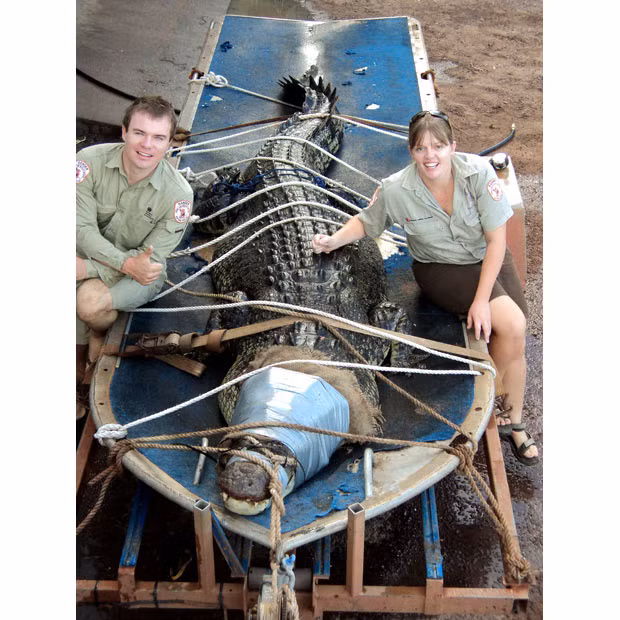 Northern Territory Parks and Wildlife Service wildlife rangers Joey Buckerfield and Rachel Pearce sit with a monster 4.64-metre (15-feet) saltwater crocodile caught in a popular tourist park at Donkey Creek near Katherine in Australia