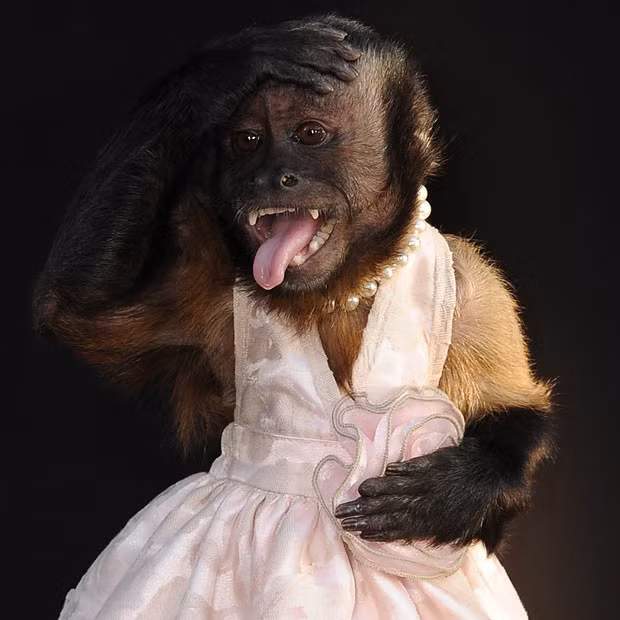 Ảnh đẹp động vật trong tuần ảnh 1 Crystal the monkey - wearing a dress and sticking out her tongue - arrives on the red carpet for the premiere of the film,