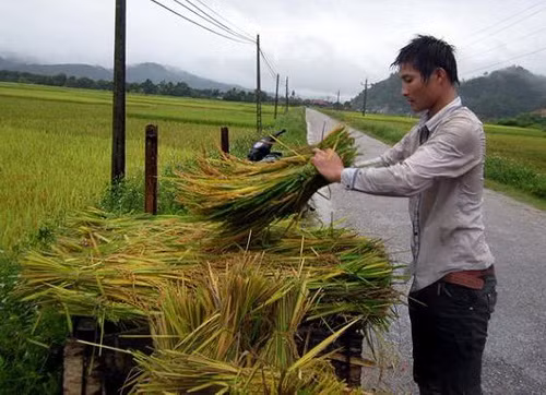 Nông dân thu hoạch lúa để tránh bão lụt Nông dân thu hoạch lúa để tránh bão lụt