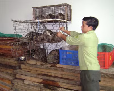 Phát hiện thu giữ hơn 1.183 kg động vật quý hiếm