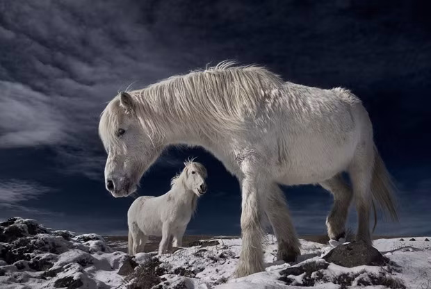 The winners of the annual Digital Camera Photographer of the Year competition have been announced. This year’s competition attracted more than 100,000 images by photographers from 126 countries around the world. The overall winner is Bragi J. Ingibergsson with his picture called Partners. He says: 