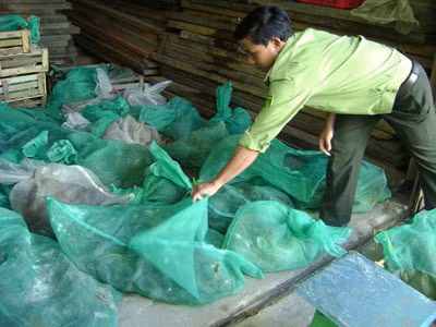 Số động vật hoang dã bị thu giữ