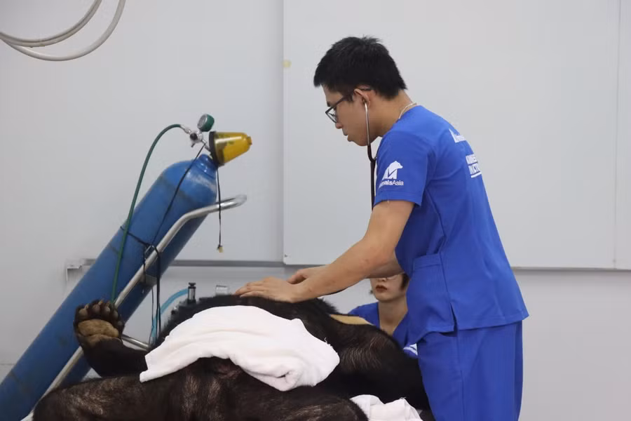 Kiểm tra sức khoẻ ban đầu, bác sỹ thú y Shaun Thomson – Trung tâm Gấu Việt Nam cho biết: “Cá thể gấu ngựa Ánh Trăng nặng 168 kg, được gây mê và khám sức khoẻ ban đầu. Đây là một chú gấu có sức khoẻ khá tốt, ngoại trừ một số vấn đề về răng đã được chúng tôi xử lý, gấu cũng cần được điều trị huyết áp trong thời gian tới.”