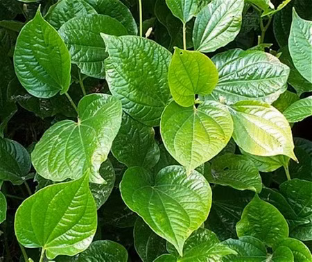 Loại rau hay được dùng trong các bữa ăn cũng là vị thuốc chữa bệnh hiệu quả.