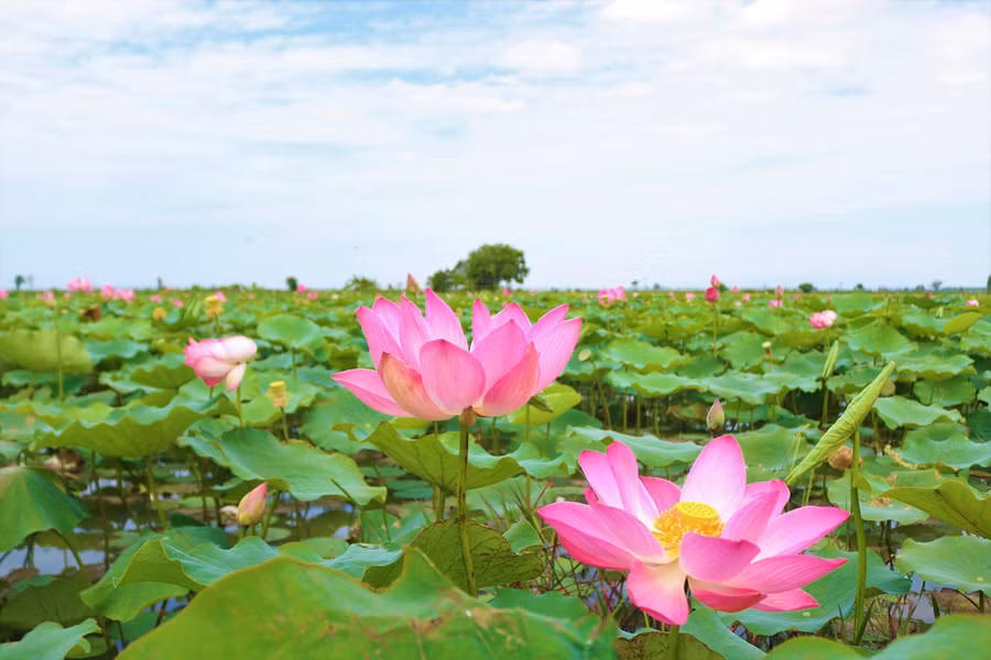 Hoa sen rực rỡ trong nắng sớm.