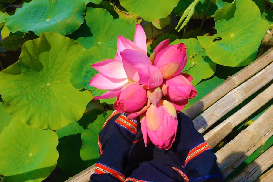 Những bó hoa sen tươi thắm.