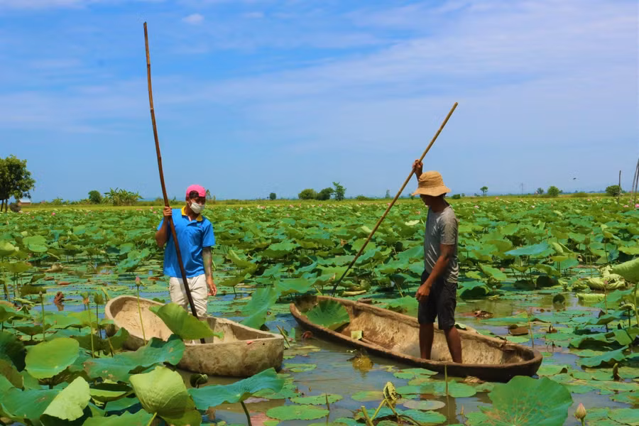 Anh Nguyễn Văn Tiến (40 tuổi, trú xã Ia Yeng) – chủ hồ sen cho biết, hồ sen của anh là giống Đài Loan. Do đó, nếu trồng và giữ gìn tốt thì hoa sẽ nở quanh năm.