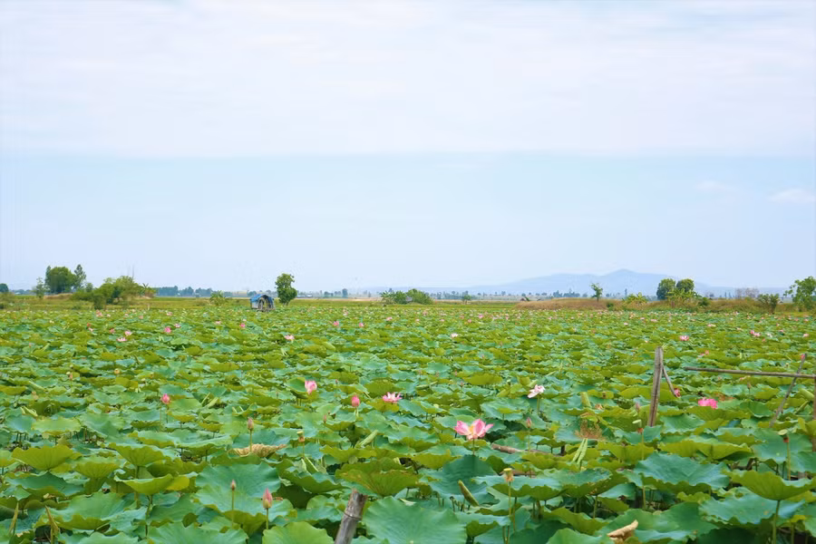 Hồ sen rộng gần 15ha tại xã Ia Yeng (huyện Phú Thiện, Gia Lai) những ngày qua đang khoe sắc rực rỡ dưới nắng vàng.