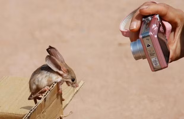 Thế giới động vật muôn màu ảnh 13 A long-eared jerboa is photographed by a tourist in north-west China