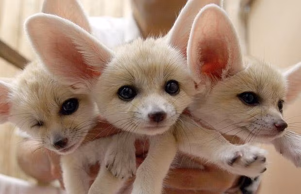 Thế giới động vật muôn màu ảnh 12 Baby Fennecs are seen at Sunshine International Aquarium in Tokyo, Japan.