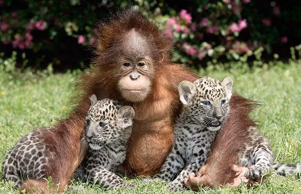 Thế giới động vật muôn màu ảnh 1 Two five-week-old leopard cubs named Chant and Sloka sit with a one-year-old orangutan named Rishi, at T.I.G.E.R.S. (The Institue For Endangered Species) in Myrtle Beach, South Carolina