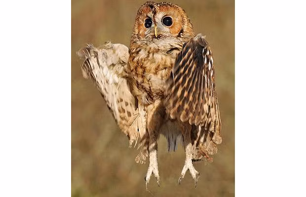 Thế giới động vật muôn màu ảnh 30 A tawny owl leaps up from a fence post, on the look-out for prey, in this picture captured by Steve Waterhouse. The picture is now set to be used by the National Trust as part of an exhibition of Steve’s work