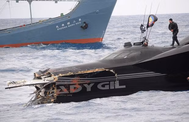 Những hình ảnh ấn tượng trong tuần ảnh 21 Anti-whaling protest vessel, the Ady Gil with signs of damage following a confrontation with Japanese whaling vessel