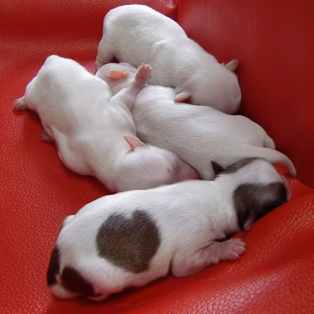 Thế giới động vật muôn màu ảnh 14 Love-Kun, a three-day old chihuahua puppy with heart-shaped markings is seen at Pucchin Dog’s in Odate, Japan. The new puppy is the brother of two-year old Heart-Kun who was also born with a perfect heart-shaped marking on his back