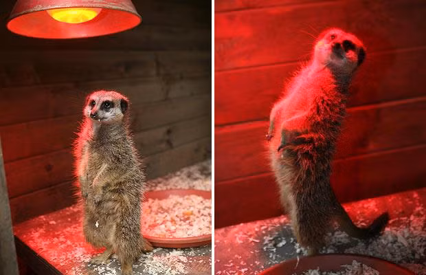 Thế giới động vật muôn màu ảnh 26 A meerkat warms up under a heat lamp at Battersea Park Children’s Zoo