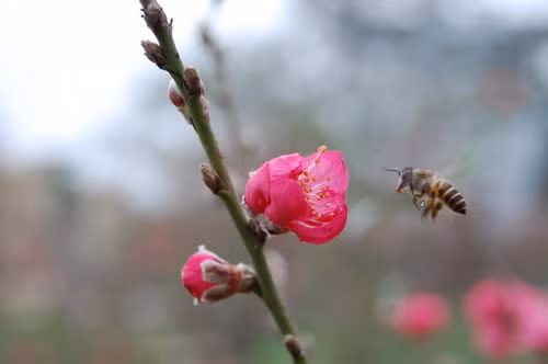Đào khoe sắc thắm đón Xuân sang