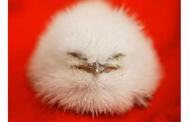 Thế giới động vật muôn màu ảnh 29 A tawny frogmouth that hatched recently at the Woodland Park Zoo is shown in Seattle, Washington