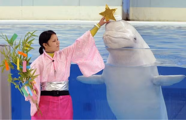 Thế giới động vật muôn màu ảnh 28 A trainer wearing a traditional Vega costume performs with a Beluga Whale at the Hakkeijima Sea Paradise aquarium in Yokohama, Japan