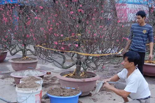 Chăm chút nâng niu từng gốc đào Các chủ vườn bận bịu chuẩn bị những chậu hoa đẹp cho khách