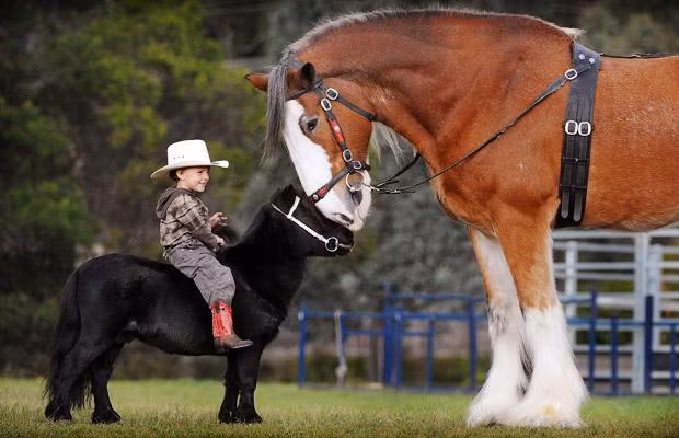 Thế giới động vật muôn màu ảnh 9 Two-year-old Colt Bullen rides his miniature horse Prancer and comes face-to-face with Hercules the Clydesdale horse, in Melbourne, Australia