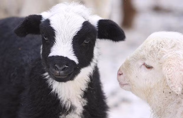 Thế giới động vật muôn màu ảnh 18 Is it a cow or is it a sheep? It’s a lamb that looks like a Friesian cow, pictured in Altay Prefecture, China