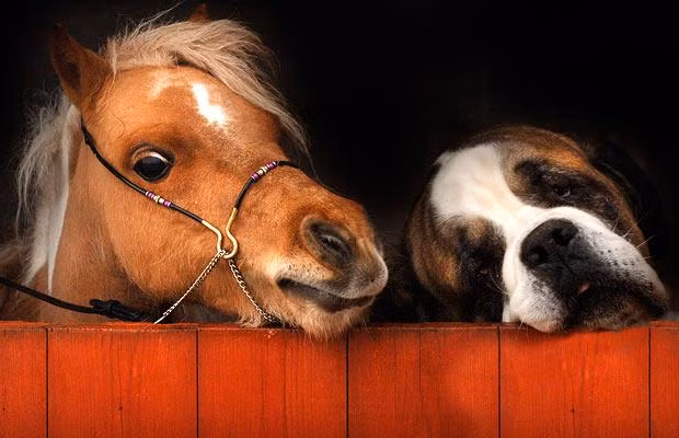 Thế giới động vật muôn màu ảnh 10 A miniature horse looks over a stable door along with Elsa the St Bernard who lives with the little horses in Scorrier, Cornwall