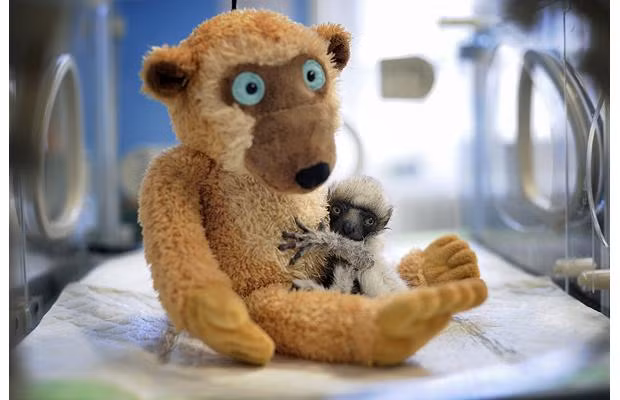 Thế giới động vật muôn màu ảnh 4 A newly born Madagascar lemur named Tahina is seen at Besancon Zoo, France. Tahina is one of only 17 Madagascar lemurs living in captivity worldwide
