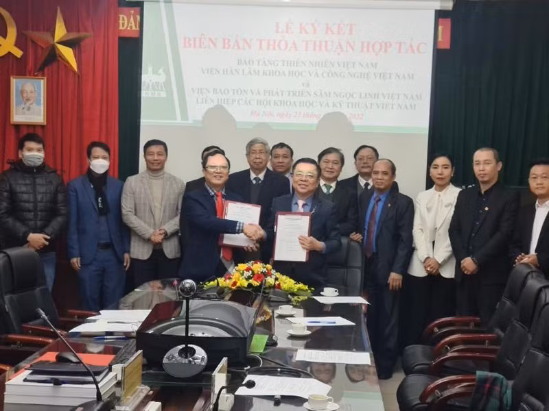 Viện Bảo tồn và phát triển Sâm Ngọc Linh Việt Nam ký kết hợp tác với Bảo tàng thiên nhiên Việt Nam ảnh 1
