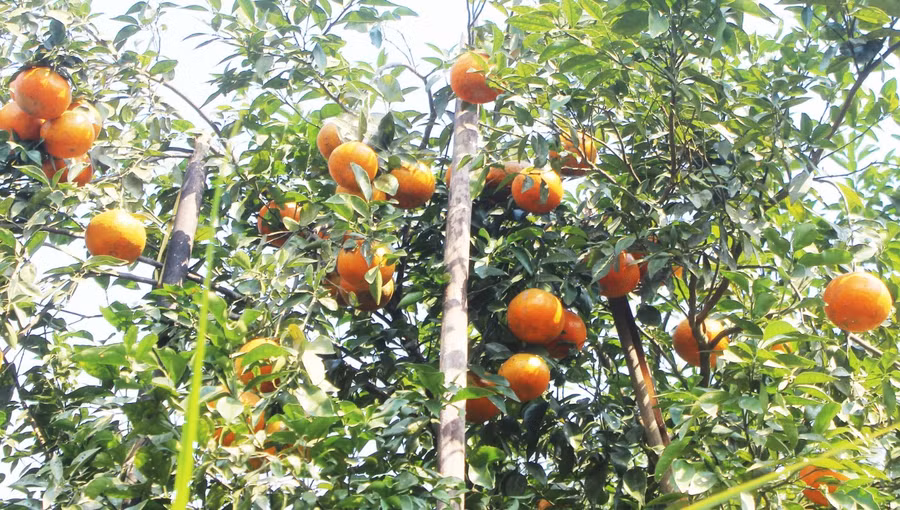 Hà Tĩnh: "Thủ phủ" cam bù đỏ rực chờ Tết ảnh 4