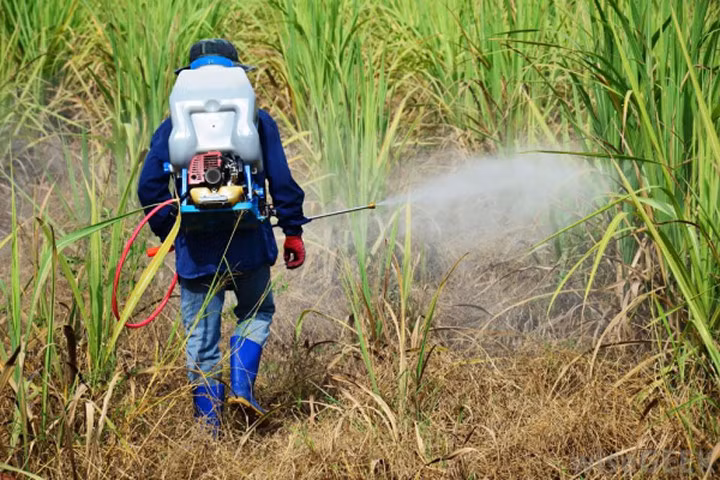 Thuốc diệt cỏ liên quan chặt chẽ tới vi khuẩn kháng kháng sinh