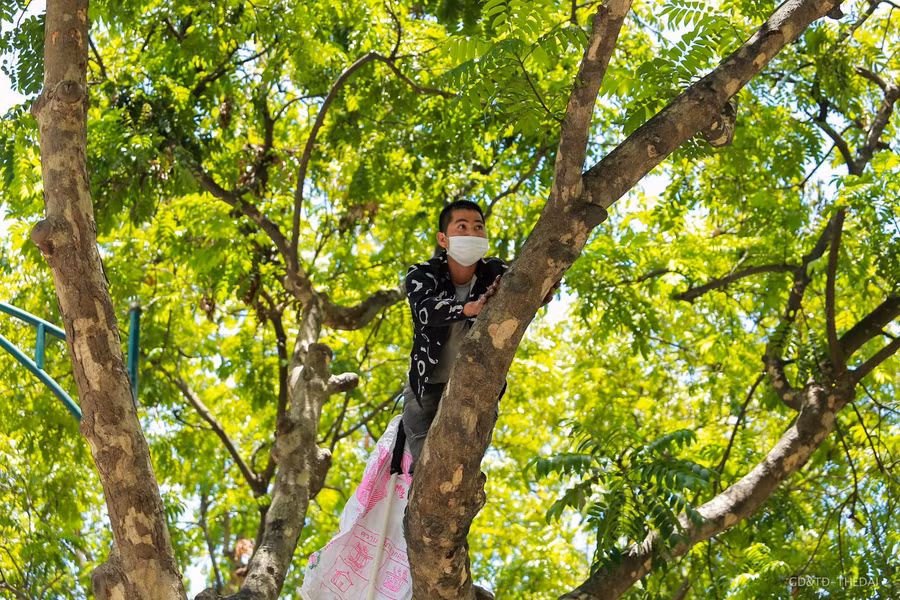 Các Người bẻ sấu luôn được chuẩn bị một cây gậy có gắn móc sắt để thuận tiện cho việc với hái những chùm quả sấu ở phía xa.