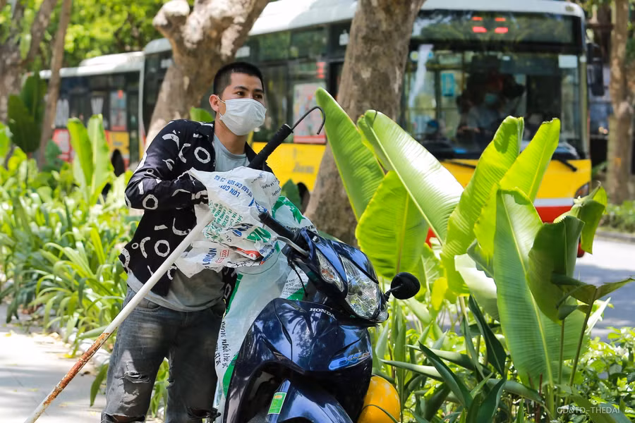 Những người trèo hái sấu này cho biết, họ thường chọn vào buổi trưa hoặc chiều để trèo hái sấu, hái xong có thể bán luôn.