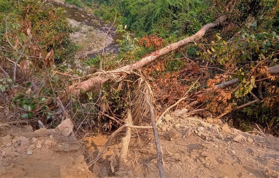 Đơn vị thi công san ủi vào diện tích rừng tự nhiên.